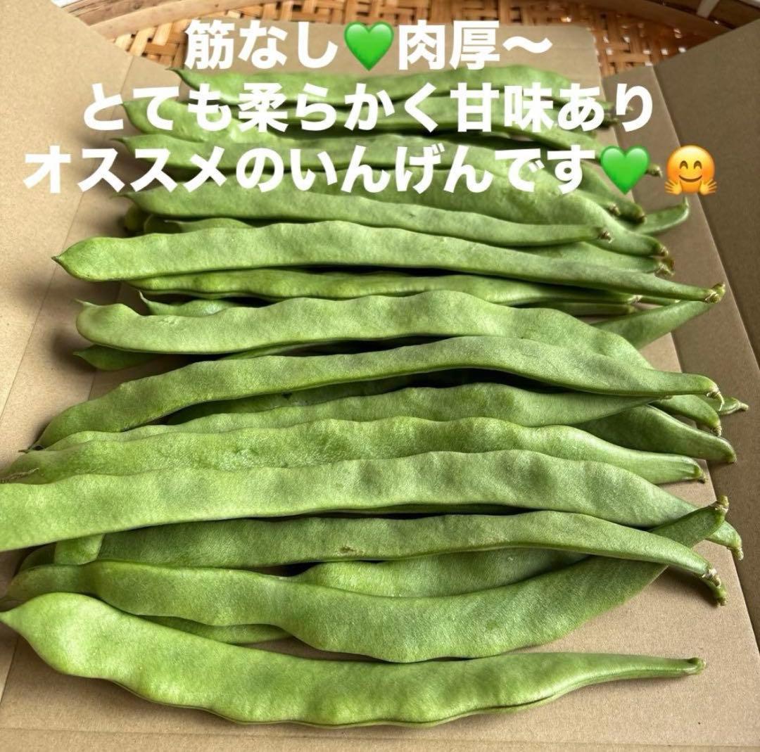 【明日発送】農薬不使用 鬼平ジャンボいんげん 野菜 ネコポス — image 2