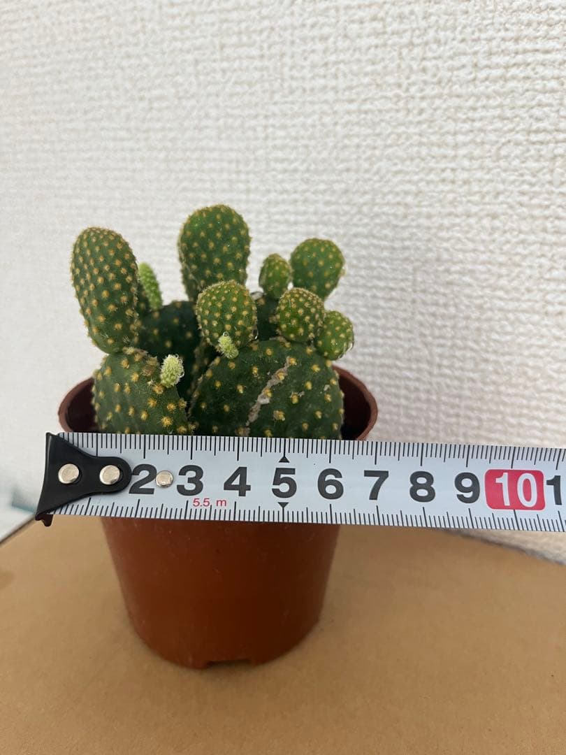 金烏帽子キンエボシ（サボテン・多肉植物）元気な株 — image 2