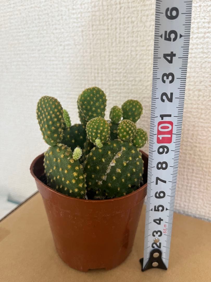 金烏帽子キンエボシ（サボテン・多肉植物）元気な株 — image 3