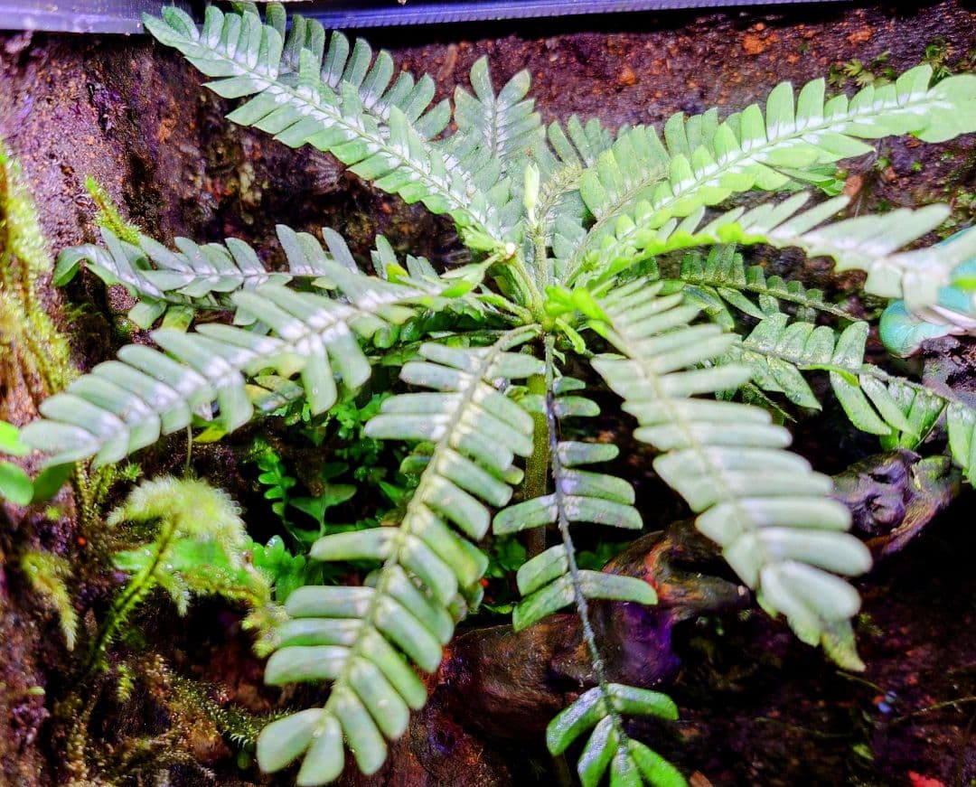 Biophytum sp.silver line — image 2