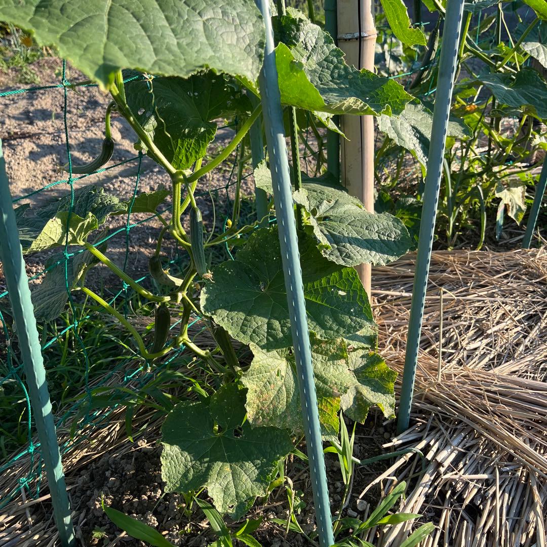 新鮮野菜セット じゃがいも きゅうり — image 4