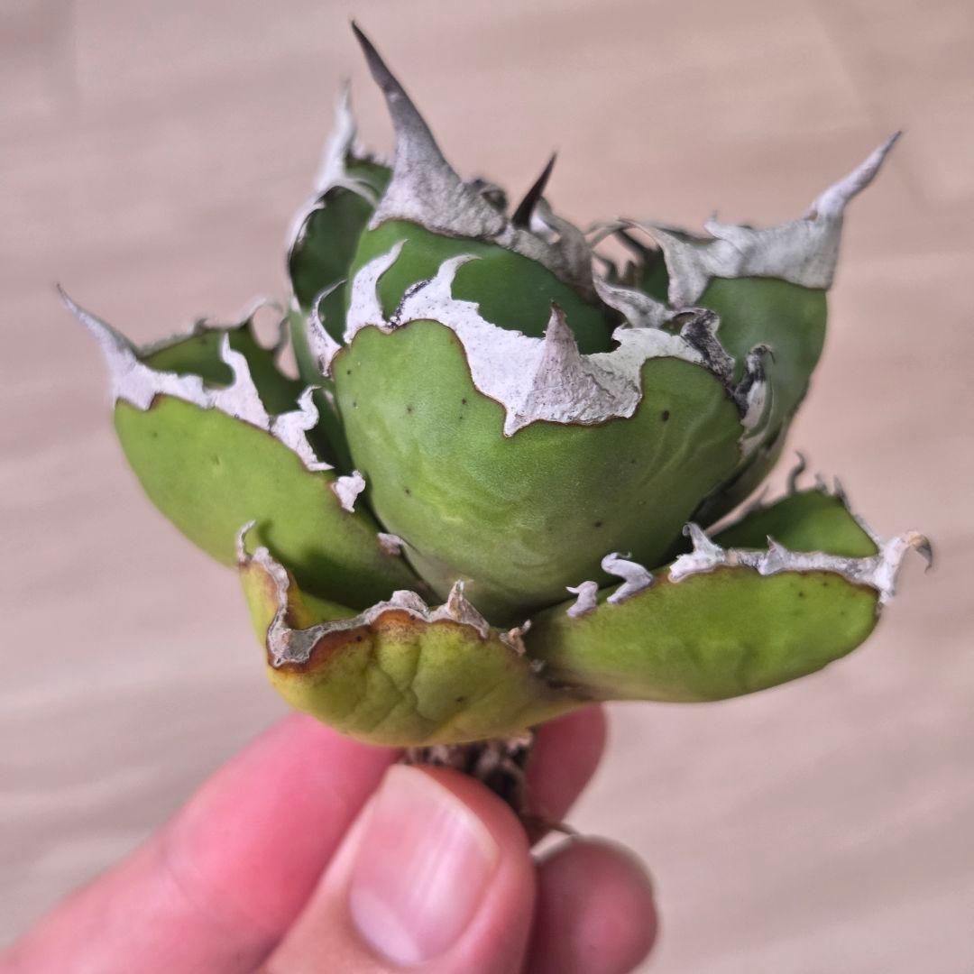 アガベチタノタSAD(南アフリカダイヤモンド)中株③　現物出品 — image 3
