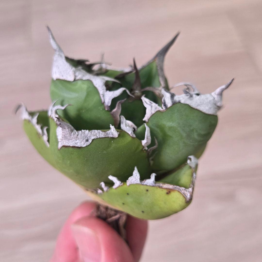アガベチタノタSAD(南アフリカダイヤモンド)中株③　現物出品 — image 4