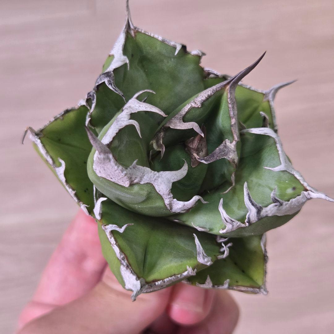 アガベチタノタSAD(南アフリカダイヤモンド)中株③　現物出品 — image 5