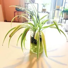 斑入りオリヅルラン 水耕栽培 発根済み 観葉植物 インテリア　6/27撮影 — image 1