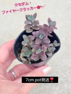 ❀セダム・ファイヤークラッカー✿*:・゜ 【7cm.pot発送！】 — image 1