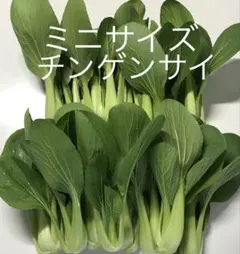 ミニチンゲンサイ 青梗菜 約500g — image 1
