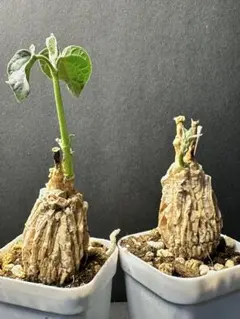 特選マテレア シクロフィラ Matelea cyclophylla 発根済み二株 — image 1