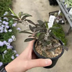 ユーフォルビア デカリー　＊同梱推奨商品 — image 1