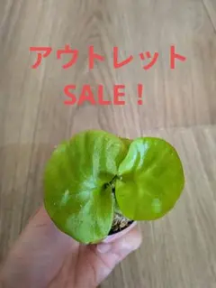 リドレイ　ワイルド｜幼苗｜鉢上げ株｜育成ガイド付き — image 1