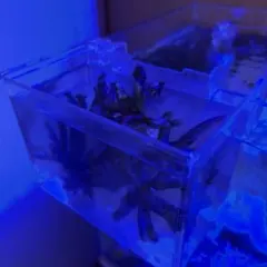 天然ライブロック　エキゾチックプランツ — image 1
