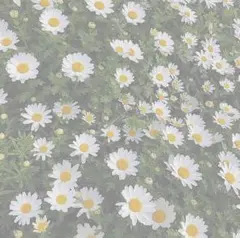 m様専用ページ — image 1