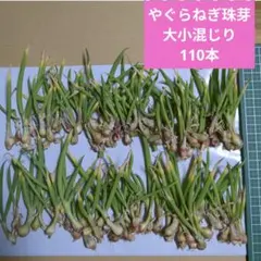 【やぐらねぎ珠芽100個簡単栽培、増殖可能家庭菜園に】 — image 1