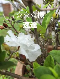 速達 — image 1