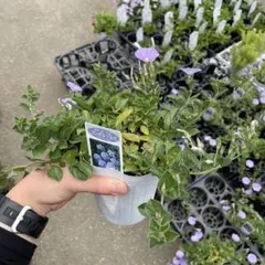 コンボルブルス ブルーカーペット　＊同梱推奨商品 — image 1