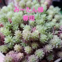 専用です — image 1