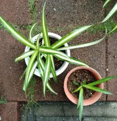 オリヅルラン 2鉢分セット　 内斑2苗と青葉1苗　計3苗　オリズルラン　観葉植物 — image 1