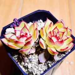 多肉植物❣️ファイヤーフライ❣️韓国苗育成 抜き苗 f65 — image 1