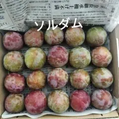 ソルダム　箱梱包材込み 1.5キロ — image 1