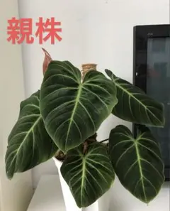MS527 5株セット EL Choco redフィロデンドロンエルチョコレッド — image 1