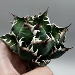 【龍門】アガベ　チタノタ　多肉植物 へルキャットウィーズル /地獄猫/超絶狂棘/ — image 1