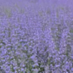 ひまり 様 専用 — image 1