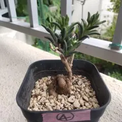 メストクレマ マクロリズム④ 夏型塊根植物 — image 1