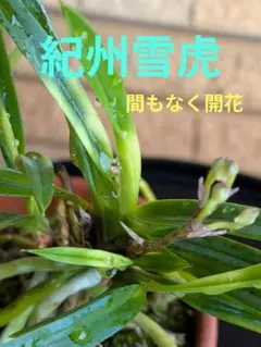 ☘️ななちゃんママ様 リクエスト 2点 まとめ商品 — image 1