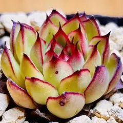多肉植物 ⭐️ファイヤーフライ⭐️韓国苗育成 抜き苗 d160 — image 1