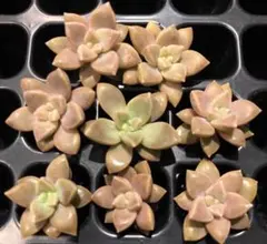 ビラレンス　ちょっとレア✨カット苗✖️８❣️育て易い♡ 多肉 — image 1