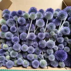 訳ありと通常品混合お買い得ルリタマアザミ — image 1