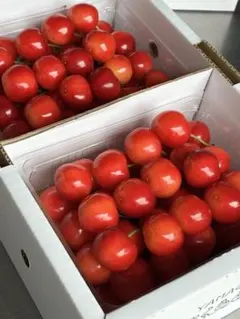 【山形県産】朝採りさくらんぼ紅秀峰1kg（500g×2） — image 1