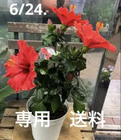 送料　専用 — image 1