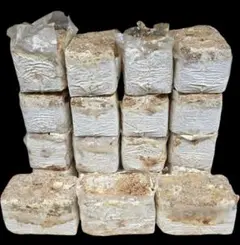 ヒラタケ菌糸ブロック(廃菌床)クワガタの産卵に！カブトムシ幼虫の栄養強化に抜群！ — image 1