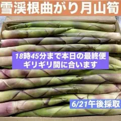 ❤️毎年大人気❣️ 天然 月山筍 箱込み約1キロB級品 根曲がり竹 姫竹 山菜668 — image 1