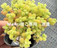 Mariri様ご専用　速達 — image 1