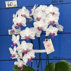 ゆみ82 — image 1