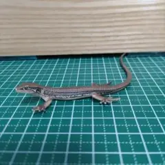 爬虫類フィギュア ゴム製 ニホンカナヘビ — image 1