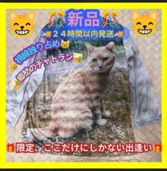 猫シャツ チャトラ プリント 長袖 Mサイズ — image 1