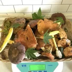 お値引き！天然きのこ(割れ欠けあり)約420g — image 1