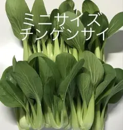 ミニチンゲンサイ 青梗菜 約500g — image 1