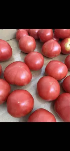 3キロ　大玉トマト — image 1