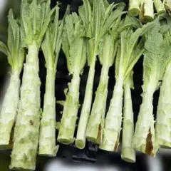 茎レタス３ｋｇ — image 1