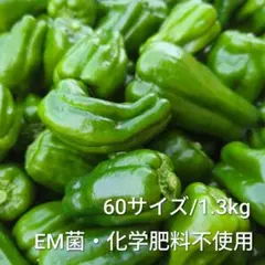 【農家直送】 茨城県産ピーマン　約1.3kg　60サイズ箱　規格外　鮮度◎ — image 1