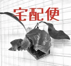 suuさま専用　宅配便 — image 1