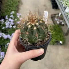 メロカクタス エルネスティー　＊同梱推奨商品 — image 1