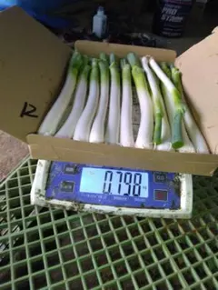 新鮮 長ネギ 約0.798kg 箱入り — image 1