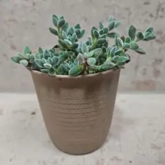 クラッスラ　レモータ　抜き苗　多肉植物 — image 1