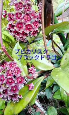 プビカリクス　ブラックドラゴン　　３ — image 1