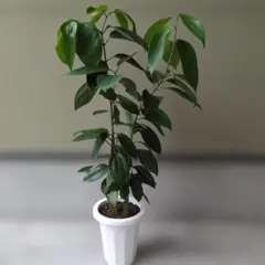 （希少）シナモンの木 (セイロンニッケイ) — image 1